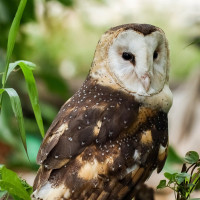 Australasian Grass-Owl